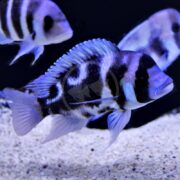 Three striped fish with blue and black coloring swim near a sandy aquarium bottom, with the main fish in focus displaying prominent vertical bands and spiky dorsal fins against a dark background.