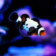 A clownfish with striking black, white, and orange markings swims against a dark, blurred underwater background with blue and purple hues.