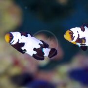 Two CLOWN - BLACK SNOWFLAKE AQUACULTURED Amphiprion ocellaris with vibrant orange faces swim against a blurred background, one slightly leading, showcasing their contrasting colors and distinct patterns.