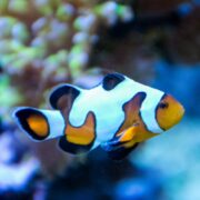A close-up of a clownfish swimming underwater, displaying its distinctive orange, white, and black markings with a blurred background of coral.