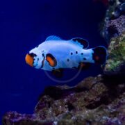 A white and black clownfish with orange on its face and fins swims near a rocky surface in a blue-lit aquarium.