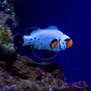 Clown Frostbite Classic Pair Aquacultured