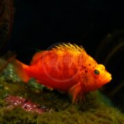 A bright orange fish with darker spots rests on a rock underwater, against a dark background with hints of aquatic plants.