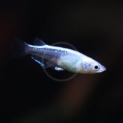 A small, silvery fish with a translucent body and fins swims against a dark background. Its scales shimmer under the light, highlighting its streamlined shape and large eye.