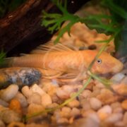 A yellow pleco fish rests on a bed of small white and tan pebbles in an aquarium, surrounded by green aquatic plants and a piece of driftwood.