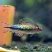 A close-up of a small, iridescent fish with a red eye, swimming in an aquarium with a blurred background and some green aquatic plants visible.