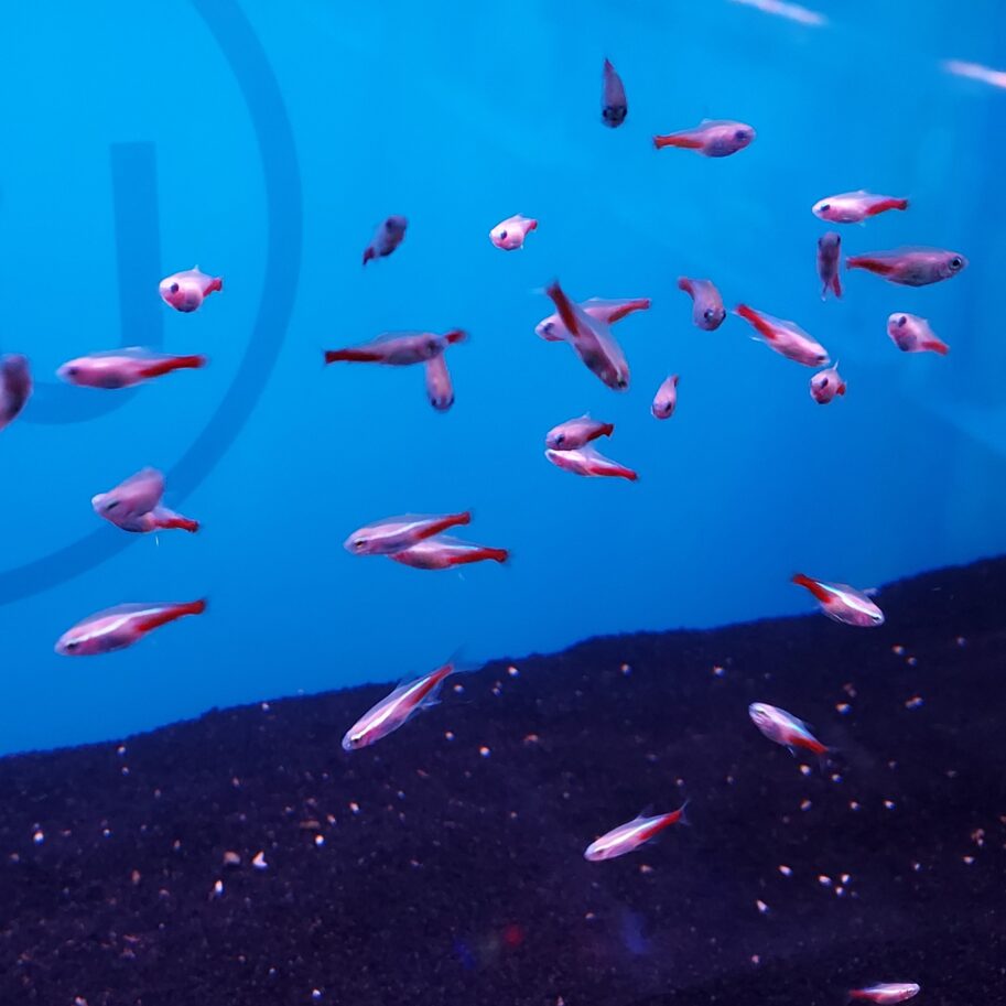 5 Gold Neon Tetra (Paracheirodon Innesi) – Peaceful Freshwater Tropical Fish