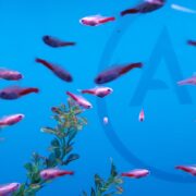 Small pink and purple fish swim in a blue aquarium, with green aquatic plants at the bottom left. A large letter A is faintly visible in the background.