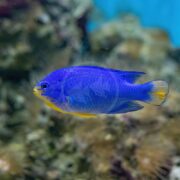 A vibrant blue and yellow damselfish swims in an aquarium, with a blurred background of green aquatic plants and rocks.