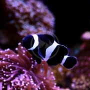 A black and white clownfish swims near pinkish-purple sea anemones in an aquarium, with a blurred background of coral.
