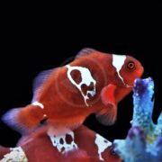 A bright red clownfish with striking white markings swims near coral in a dark aquarium, its orange eye standing out against the vivid colors.