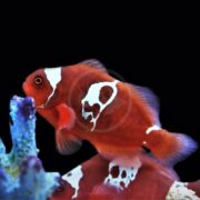 A vibrant red and white clownfish with unique markings swims near a blue-purple coral against a black background. The fish has a distinct white pattern on its head and body.