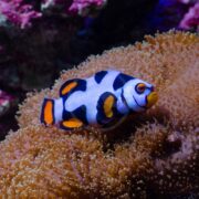 A clownfish with bold black, white, and orange markings swims above tan sea anemone tentacles in an aquarium with a colorful, blurred coral background.