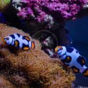 Two clownfish with vibrant orange, black, and white markings swim near brown coral, with bright purple-pink coral visible in the background.