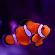 A close-up of an orange clownfish with white and black stripes swimming in a dark, purple-lit aquarium.