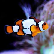 A colorful clownfish with orange, white, and black markings swims in an aquarium with blurred aquatic plants in the background.