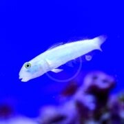 A small, pale white fish with greenish eyes swims in a blue aquarium, with a blurred purple coral or rock visible in the background.