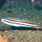 A striped fish with a long, slender body and horizontal brown and white lines swims over a rocky, sandy seabed.