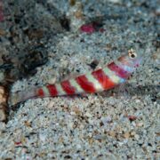 A small fish with red, white, and yellow bands lies on sandy ocean floor, blending in with the pebbles and grains of sand around it.