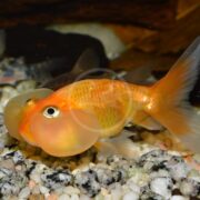 A goldfish with large, translucent fluid-filled sacs under its eyes swims over a gravel substrate in an aquarium.