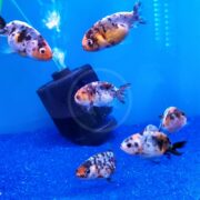 Small, colorful fish with black, orange, and white patterns swim in a bright blue aquarium. A GOLDFISH - LIONHEAD / RANCHU ASSORTED Carassius auratus gracefully joins them as a black filter hums in the background. The lively fish are scattered throughout the tank.