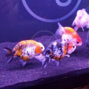 Three colorful goldfish with round bodies swim in a dark aquarium with black gravel. Their scales display orange, white, black, and red patterns. A fourth, mostly white fish is partially visible in the upper right corner.
