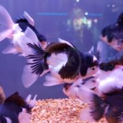 Several black and white goldfish with flowing fins swim in a clear aquarium above a gravel substrate, with a blurred background of lights and reflections.