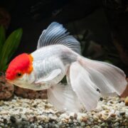 A white goldfish with long, flowing fins and a bright red cap on its head swims above gravel in a fish tank with green plants and rocks in the background.