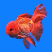 A vibrant red goldfish with flowing fins swims against a solid bright blue background.