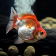 A round, orange and white goldfish with frilled fins swims in an aquarium, with smooth stones and dark water visible in the background.