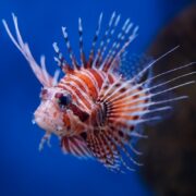 A close-up of a lionfish with striking orange, white, and brown stripes and long, fan-like spines, swimming in clear blue water.