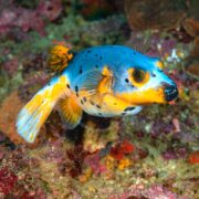 A colorful pufferfish with bright blue, yellow, and white markings and black spots swims above a rocky, coral-covered seabed.