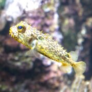 A close-up of a spiky yellow and brown pufferfish with large eyes swimming in an aquarium, with a blurred rocky background.