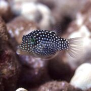 A small black fish with white spots swims near coral. Its body is box-shaped and it has bright blue-green markings near its eyes. The background is blurred coral and underwater scenery.