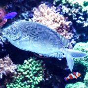 A close-up of a spotted fish swimming in an aquarium with colorful coral and other fish, including a clownfish and a small purple fish, in the background.