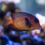 A close-up of an orange and purple fish with intricate wavy markings on its body swimming in an aquarium, with a blurred colorful background.
