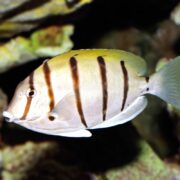 A fish with a yellowish body and several vertical dark stripes swims in an aquarium, with a blurred rocky background.