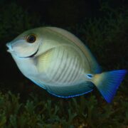 A blue-lined surgeonfish with a pale body, blue fins, and a distinctive dark spot near its tail swims near green underwater plants.