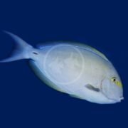 A pale, oval-shaped fish with a yellow line near its head and a blue fin, swimming against a solid dark blue background.