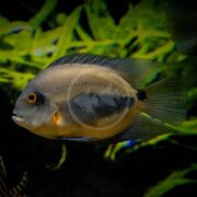A dark gray and yellow fish with an orange ring around its eye swims in front of green aquatic plants in an aquarium.