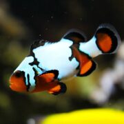 A CLOWN - SAPPHIRE SNOWFLAKE AQUACULTURED Amphiprion ocellaris with orange accents glides elegantly in an aquarium, its patterned body contrasting vividly against a dark backdrop, showcasing its striking beauty.