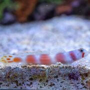 A close-up of a white and orange-banded goby fish resting on the sandy substrate of an aquarium, with a blurred background of rocks and aquatic plants.