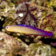A vibrant purple and yellow fish with elongated fins swims in front of coral and a sea urchin in an underwater setting.