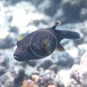 A black-and-white spotted pufferfish swims underwater near a coral reef, with its fins spread and a blurred background of rocks and coral.