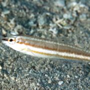 A slender fish with a long, thin body and a brownish stripe running from head to tail swims above a sandy, rocky seabed. The fish has a pointed head and a visible eye with a dark spot behind it.