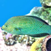 A brightly colored fish with green, blue, and yellow scales swims near coral in clear water, with a vibrant blue background.