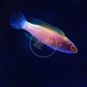 A brightly colored fish with a pink and yellow body, blue-tinted fins, and an orange eye swims against a dark blue background.