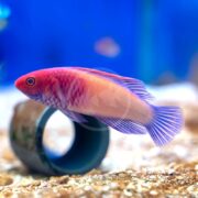 A vibrant pink and purple fish swims near a blue tube on a sandy aquarium floor, with a blurred blue background.