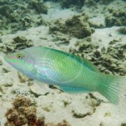 A green and turquoise fish with pink markings swims near the sandy ocean floor, surrounded by patches of coral and rocks underwater.
