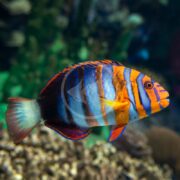 A brightly colored fish with vivid orange and blue stripes swims in an aquarium with a blurred green and brown background. The fish has a rounded body and translucent fins.